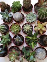 Planta Pack de 20 Cactus Mix. Segura Garden. Los cactus son ideales para jardines por su bajo mantenimiento, resistencia a condiciones extremas y capacidad para conservar agua. Embellecen sin complicaciones. - details 0