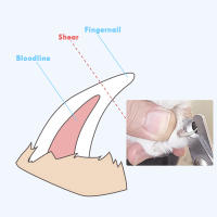 Tijeras De Uñas Profesionales Para Perros Y Gatos En Acero Inoxidable De Doble Color Ahorrador De Esfuerzo Para Belleza Y Limpieza - details 5