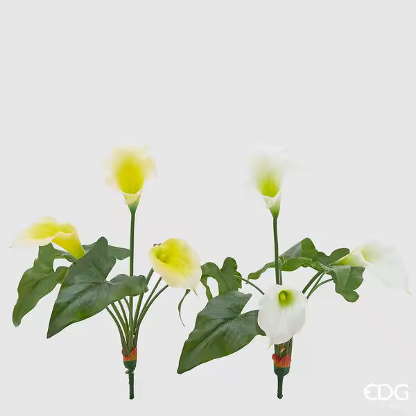 EDG Enzo De Gasperi Calla Campana Arbusto 3 Flores H 45 Cm Blanco Amarillo 1 Pcs - 1