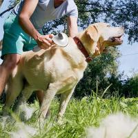 Cepillo De Aseo Para Mascotas Gato/Cachorro Herramienta De Peluquería Para Perros Desenredador De Pelo De Acero Inoxidable Accesorios Para Perros Y Gatos - details 5