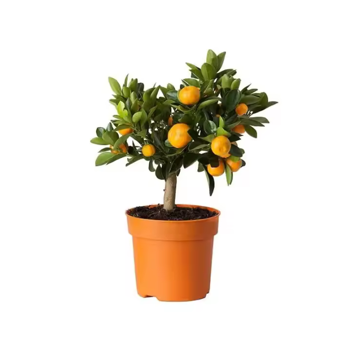 Calamondino - 1