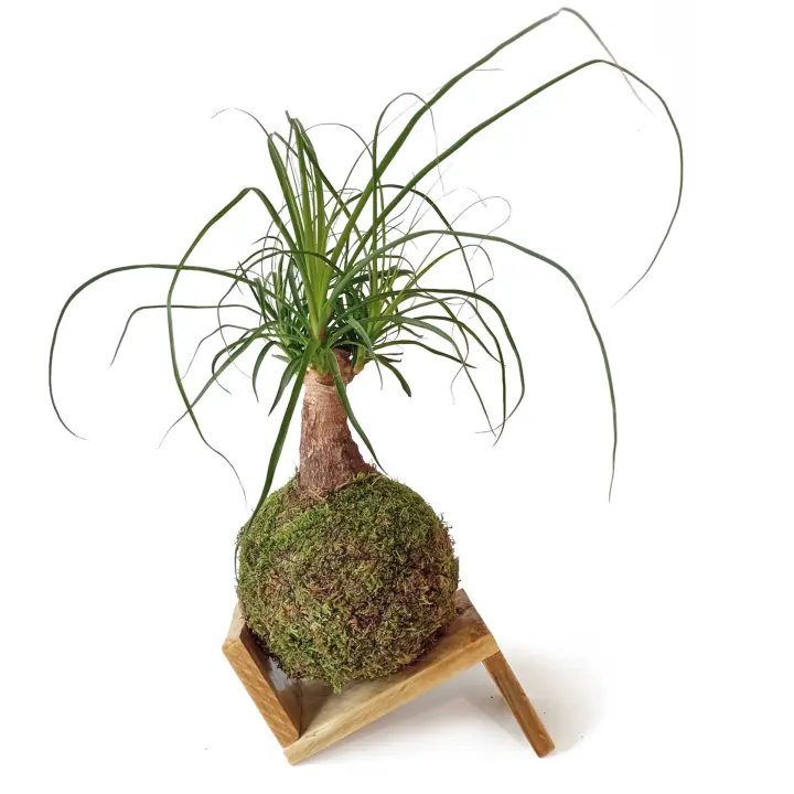 Kokedama Pata de elefante + SOPORTE MADERA / Beaucarnea/ Kokedamus / planta interior - decoración del hogar - planta natural - elaboración artesanal - regalo original - 1