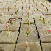 Cubes De Medio De Cultivo De Piedra Ponceada 100/50x Para Cultivo Hidroponico De Semillas Y Plantas Jardín Bloque De Semillero Cultivo Por Inmersión - details 3