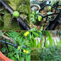 100 goteros de riego de 1/4", verdes, ajustables, para plantas, jardines, invernaderos, huertos y césped. - details 3