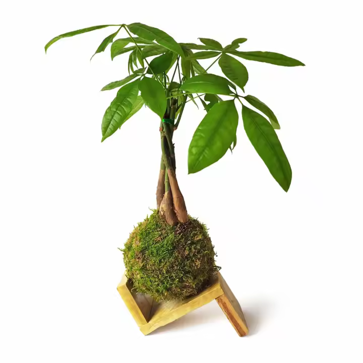 Kokedama Pachira + SOPORTE MADERA / Kokedamus / planta interior - decoración del hogar - planta natural - elaboración artesanal - 1