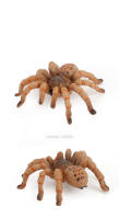Figura De Acción Simulación De Araña Tarántula Negra Para Juegos De Halloween Juguetes Educativos Divertidos Y Terroríficos Para Adultos Y Niños - details 12