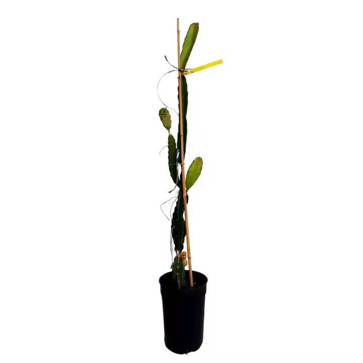 Planta natural Pitaya. Pitahaya. Fruta tropical, Frutos deliciosos. La pitahaya enriquece el huerto con frutas exóticas, atractivas y deliciosas. Además, es resistente y fácil de cultivar, aportando variedad y salud al entorno - 1