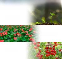 Bulbo De Cultivo De Planta De Espectro Completo 150W E27 Para Crecimiento Indoor De Hidroponia Frutas Verduras Suculentas Semillas En Invernadero - details 5