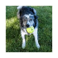 Kong Juguete Reflex Ball Para Perros Talla L - details 3
