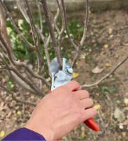 Tijeras De Poda Para Jardín Powerful Grape Especial Para Ramas Gruesas Y Árboles Frutales Podadoras De Acero Inoxidable Manija Plástica Herramienta De Poda De Bonsái - details 14