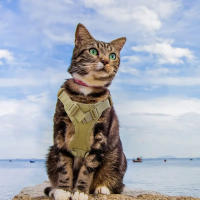 Harnés Táctico Marrón Claro Para Gatos Con Correa Ajustable Anti-roque Para Paseos Control De Perros Pequeños Cadena De Gatos - details 2
