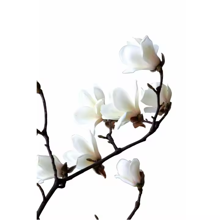 Planta natural arbol Magnolia Grandiflora. Ofrece flores grandes y fragantes, follaje perenne brillante, mejora la calidad del aire, da sombra, es resistente a plagas y aporta elegancia a jardines y paisajes urbanos. - 1