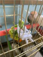 Soporte Para Alimentos Pequeño Para Pájaros Accesorio De Jaula De Pájaros Clip Para Frutas Vegetales Y Hueso De Cuttlefish Para Periquitos Y Otros Pequeños Animales - details 9