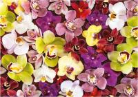 Educa - Puzzle de 1000 Piezas  Collage de orquídeas. Incluye Pegamento Fix Puzzle. + 14 años Educa 19558 - details 1