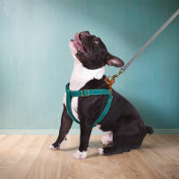 Harnés De Nylon Malla Para Perros Pequeños Y Medianos Reflectante Personalizable Ajustable Y Duradero Para Pitbull Bulldog - details 6