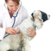 Máscara Para Perros De Nylon Anti Ansiedad Accesorio Para Peluquería Y Viaje Capa Calmante Para Mascotas Blindfold Pet - details 4