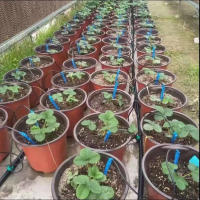 Kit De Riego Por Drip Para Jardín Patio De 8L Con 4 Caminos Sistemas Automáticos De Riego Para Plantas En Macetas Y Césped Interior Exterior - details 16
