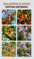 Tijeras De Poda De Jardín V-corte Herramienta De Corte Para Enraizamiento De Frutas Y Árboles Metal Universal Cutters - details 11
