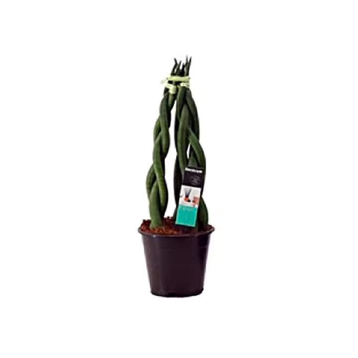Planta natural Sansevieria cylindrica. Elegir modelo. Segura Garden. La Sansevieria es ideal para el hogar: purifica el aire, requiere poco mantenimiento, y su estética moderna añade frescura y estilo a cualquier espacio. - 1