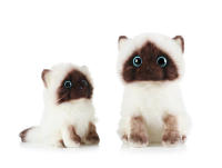 Muñeco De Peluche Genuino Hugs Baby Gato Simulación De Animal Lindo Suave Kawaii 20/26cm Juguete Para Niños Regalo De Cumpleaños - details 4