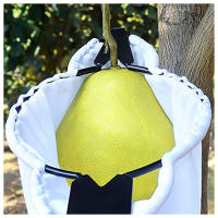Recogedor De Frutas Para Jardín Con Cuchilla Y Bolsa De Recolección Herramienta De Cosecha Para Árboles Altos Resistentes Al Desgaste Tamaño 37cm Negro - details 0