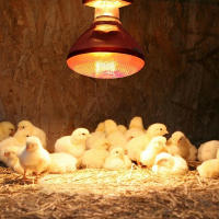 Lámpara De Calor Infrarrojo Para Ponedero 250W Impermeable Antigolpes E27 Para Pollos Pato Cerdo Y Otras Aves De Corral - details 4
