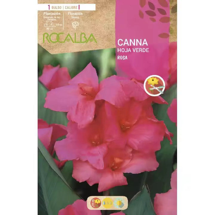 Bulbo Canna rosa hoja verde rosa 1 unidad - 1