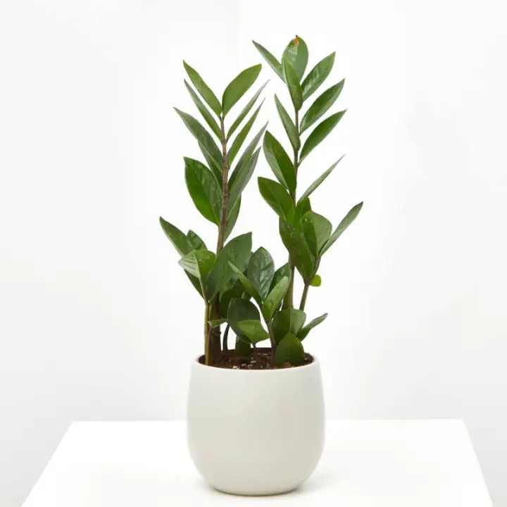 Zamioculca Planta Suculenta de Interior | Fácil de Cuidar | Tamaños Disponibles - 1