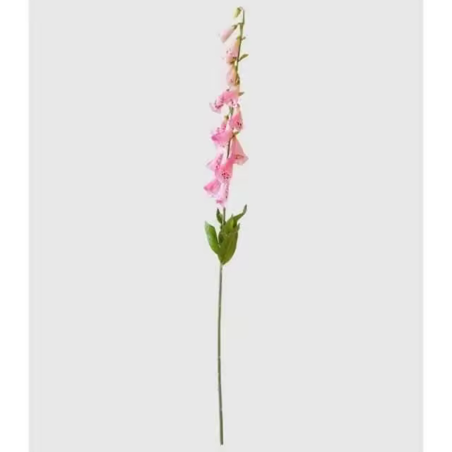 Vara Digitalis     EkilikuaHome - 1
