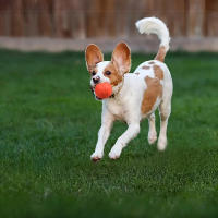 Bola Interactiva Para Perros Con Sonidos Duradera En Material TPR Para La Salud Dental Adecuada Para Entrenamiento Y Juegos Interior Y Exterior - details 2
