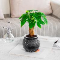 Maceta Mini Self Watering Transparente Para Plantas Y Acuarios Con Desechadero Plástico Moderno Para Decoración Del Hogar - details 3