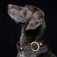 Correa Y Collar De Cuero Genuino Para Perros De Tamaño Medio a Grande Adecuado Para Aleman Shephard Accesorios Para Mascotas Resistentes Y Duraderas - details 10