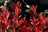 Planta natural Photinia fraseri. Potinia Red Robin. Es ornamental, resistente a diversas condiciones climáticas, ideal para setos por su rápido crecimiento, hojas rojizas decorativas, y requiere poco mantenimiento. Atrae fauna benéfica. Segura Garden. - details 0