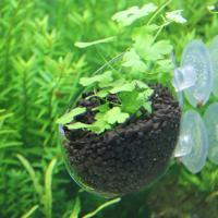 Decoración De Acuario Pequeño Vaso De Vidrio Para Plantas Acuáticas Juego De Cultivo De Pescado Basin De Paisaje - details 1