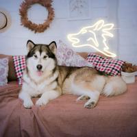 Luz Neón Lobo LED Para Decoración De Pared Luz De Neón Dimmer USB Para Habitación Decoración De Hogar Regalos Para Cumpleaños Y Fiestas - details 5