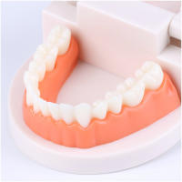 Modelo Dental Estándar De Dientes Humanos Para Enseñanza Y Estudio Práctica De Limpieza Perfecto Para Niños Montessori - details 6