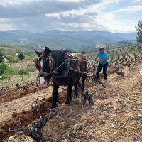 Lagareta Gourmet Vino Tinto El Rapolao - La Vizcaína - 2020 - Bodega y Viñedo Raúl Perez - details 1