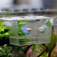 Acuario De Acrílico Para Cría Y Aislamiento Caja De Reproducción Para Pececitos Incubador De Semillas Soporte Para Peces Fry - details 2