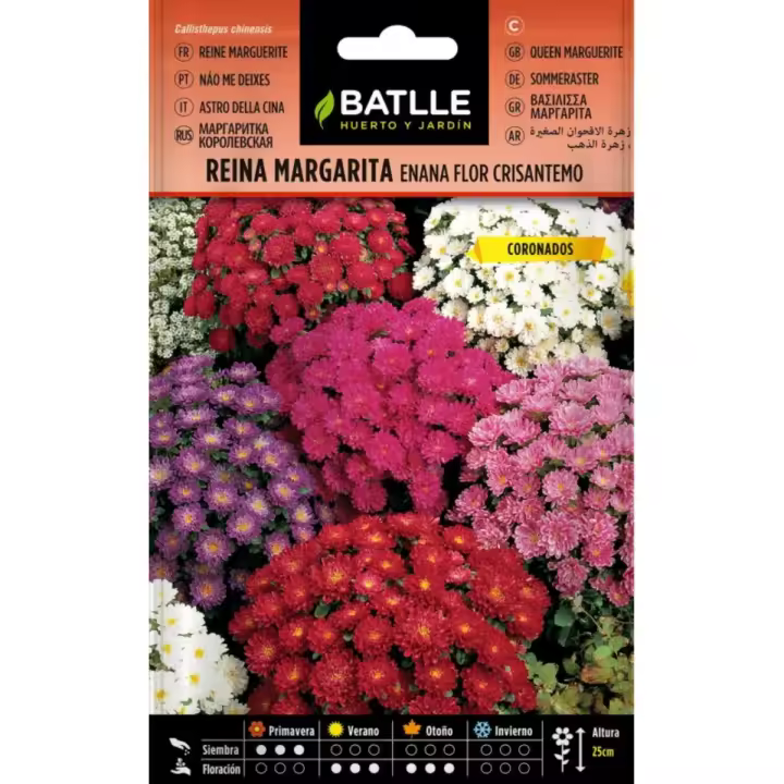 Semillas Reina margarita enana flor crisantemo - 1