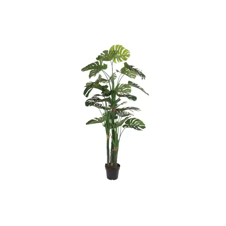 Planta Eva Pp 90X90X200 Costilla De Adan Verde El mejor complemento para tu hogar  -Fijalo- - 1