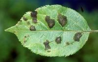 Fungicida ECOLÓGICO Polivalente DUOCARB contra Mildiu, Oidio, Botritis, Cenicilla, Moteado y Sarna |  Control eficaz de hongos comunes |Envase 60 GR para 15 Litros de Agua | Fungicida MUY EFECTIVO Preventivo y Curativo | Nexum+Market - details 1