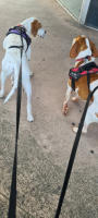Correa Para Dos Perros O Gatos 190cm Correa Doble De Nylon En Forma De V Para Caminar Juntos Correa Dual Para Pareja De Mascotas - details 11