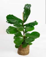 Planta Ficus Lyrata Natural  Interiores  60cm y 70 cm  - Ficus Lyrata - Citrus Flowers Plants | Plantas y  Jardinería- Oxigenar tus ambientes- Decorativo - Fácil de cuidar - details 1