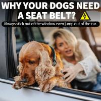 Cinturones de seuridad para Perros para automóviles | Arnés ajustable para Perros Para Automóvil | Cinturón de seuridad para Perros con reposacabezas para Perros | Arnés elástico para cinturón de seurad para Perros | Cinturones Fuertes Ha - details 3