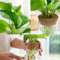 Vaso De Flores Redondo Creativo Con Tapa De Madera Contenedor De Agua Transparente Para Hidroponía Micro Paisaje Ecológico Botella De Vidrio - details 8
