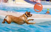 Juguete Interactivo Para Perros Disco Volador De Goma Suave Flecha Aérea Para Entrenamiento Y Masticar Juguete Para Mascotas - details 0