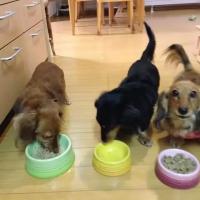 Tazón De Alimentos Para Mascotas Extra Ancho Anti Derrames Elevado Alivio Del Estrés De Pecho Para Gatos Y Perros Cerámica - details 1