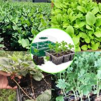 Invernadero de 6 piezas, Semilleros, mini invernadero para 72 Semillas de Plantas, winteradero con tapa y ventilatón, juego de Cultivo para casa, Granja y patio interior, balcón, 6 piezas, 72 celdas, color Verde - details 10