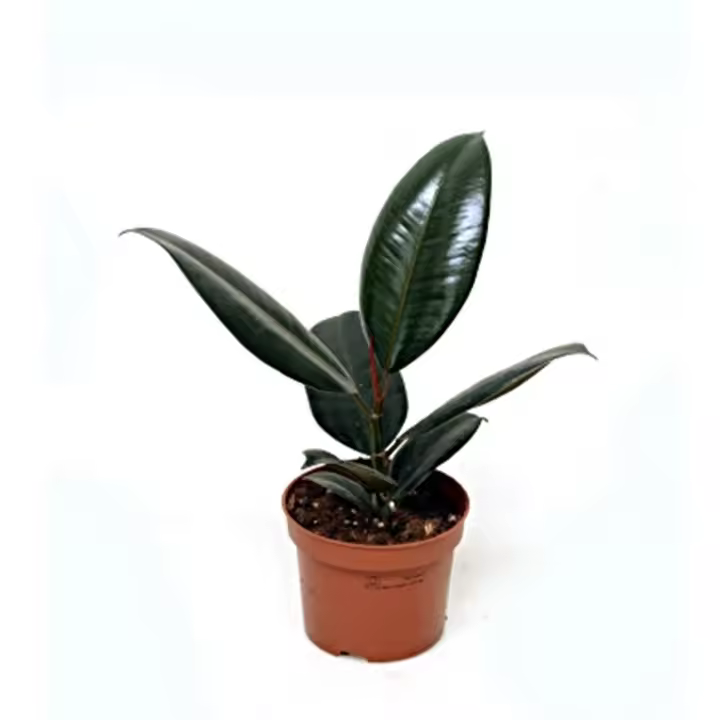 Planta natural Ficus Elástica robusta.  Segura Garden. El ficus robusta es una planta de interior ideal por su belleza, resistencia y capacidad para purificar el aire, mejorando así la calidad del hogar. - 1