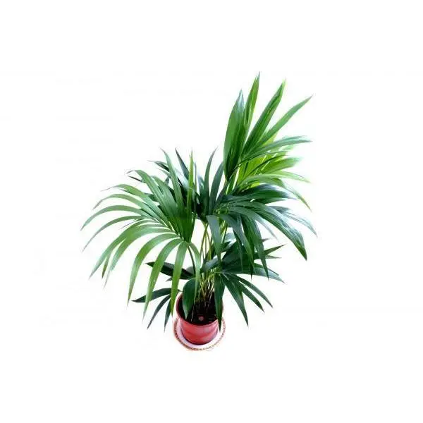 PALMERA KENTIA - Consejos de cuidados - 1